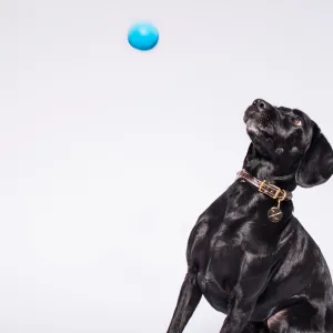 Ball - Jive Ball