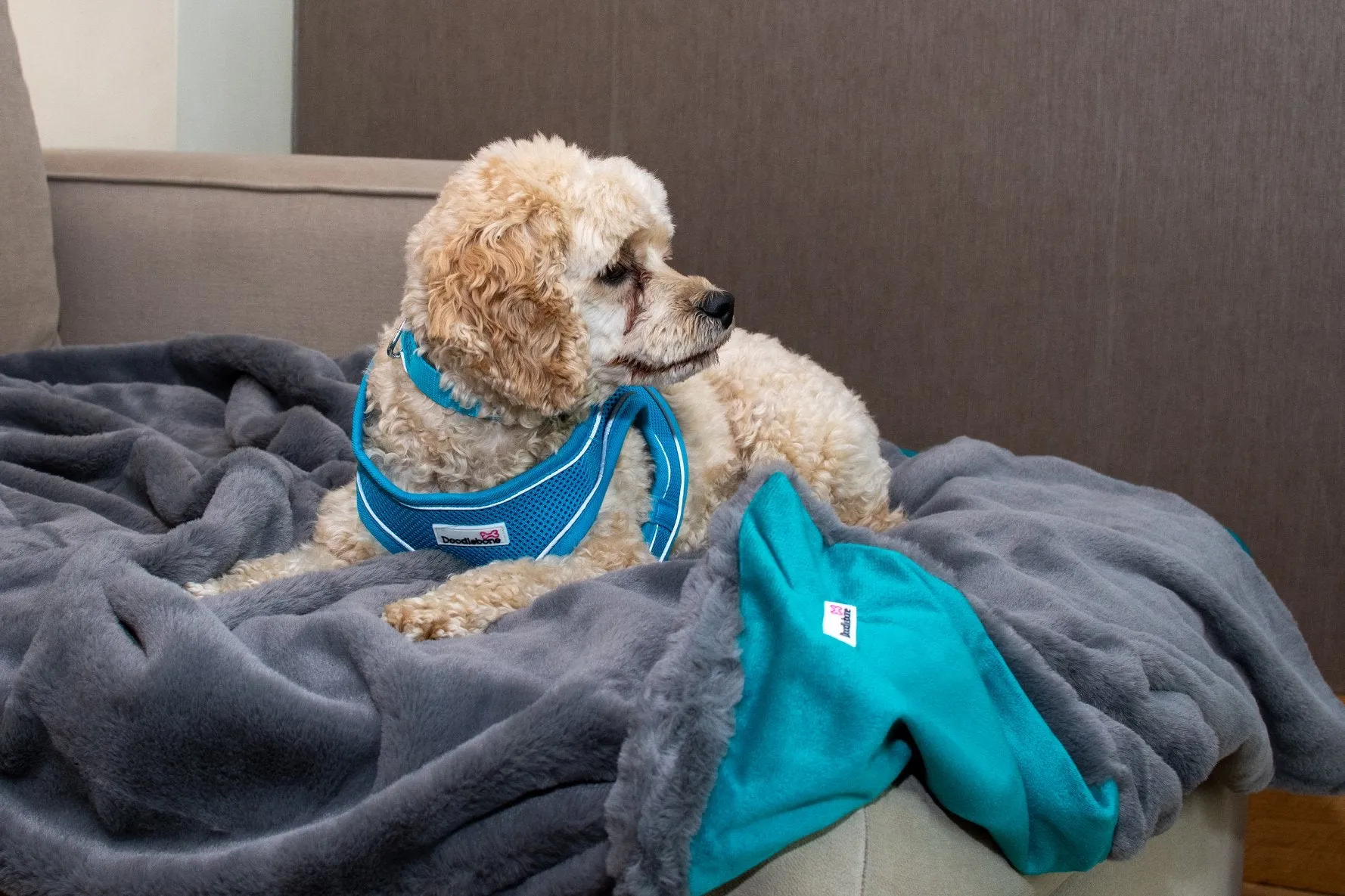 Doodlebone Luxury Faux Fur Pet Blanket In Grey/Teal