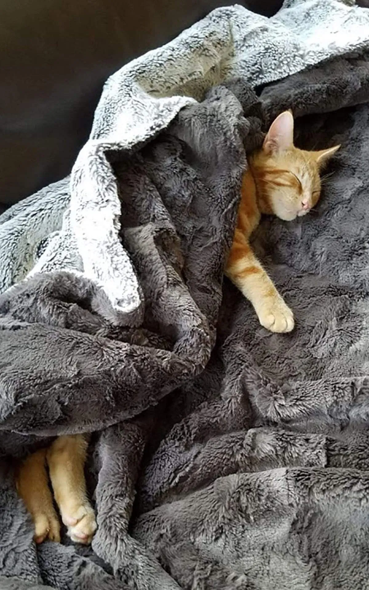 Pet / Dog Blanket - Cuddly Faux Furs
